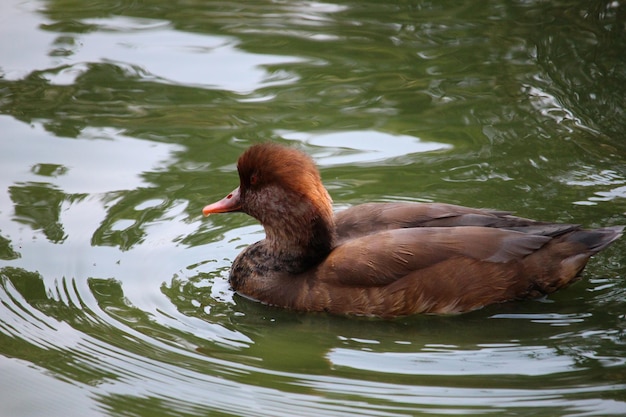 Duck swimming in lake