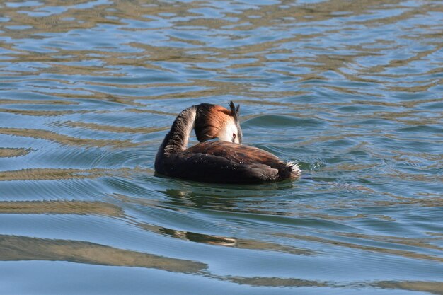 Photo duck swimming in a lake