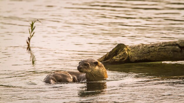 Foto anatra che nuota nel lago