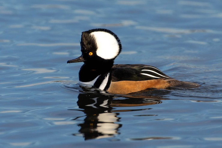 Photo duck swimming in lake
