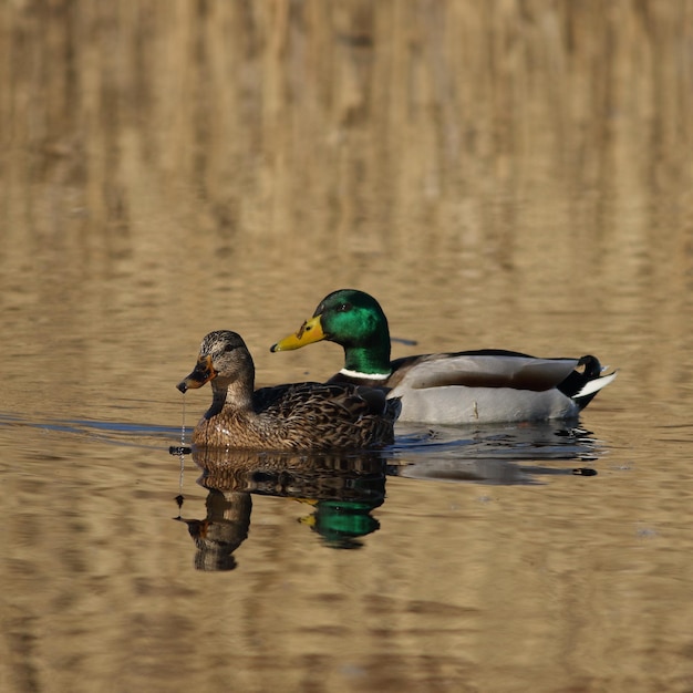 Photo duck swimming in a lake