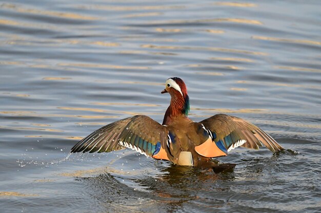 Duck swimming in lake