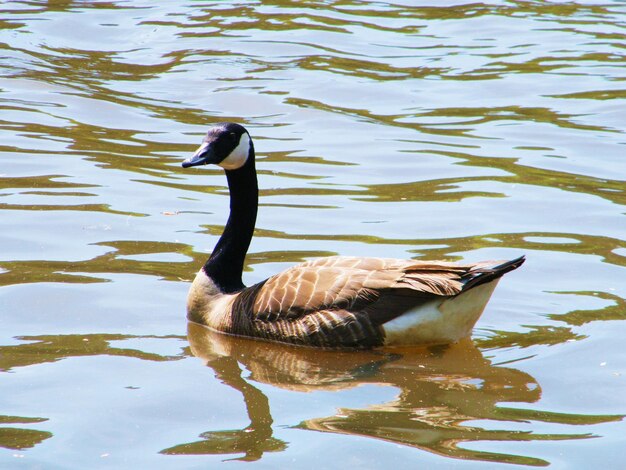 Duck swimming on lake