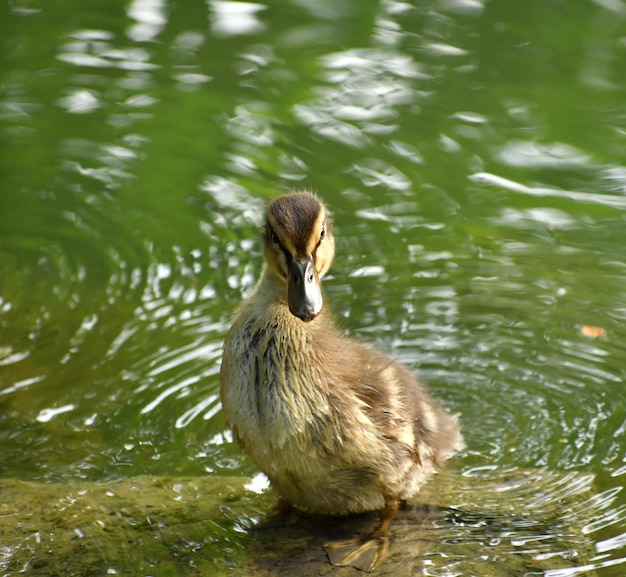 Photo duck swimming in lake