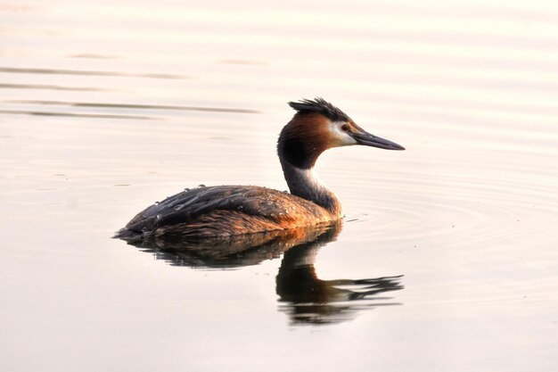 Foto anatra che nuota nel lago