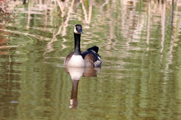 Duck swimming in lake