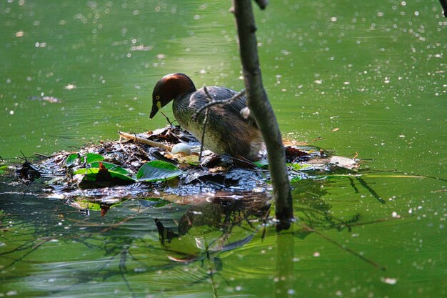 Foto anatra che nuota in un lago