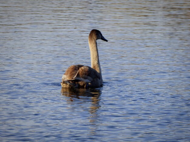 Photo duck swimming in lake