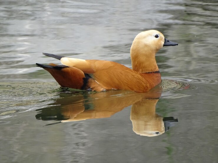 Photo 湖で泳ぐアヒル