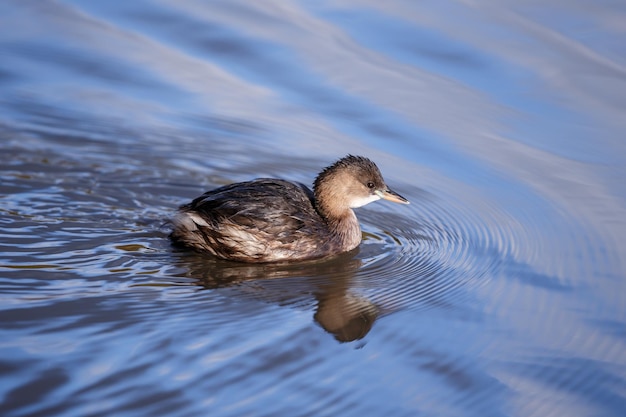 Photo duck swimming in lake