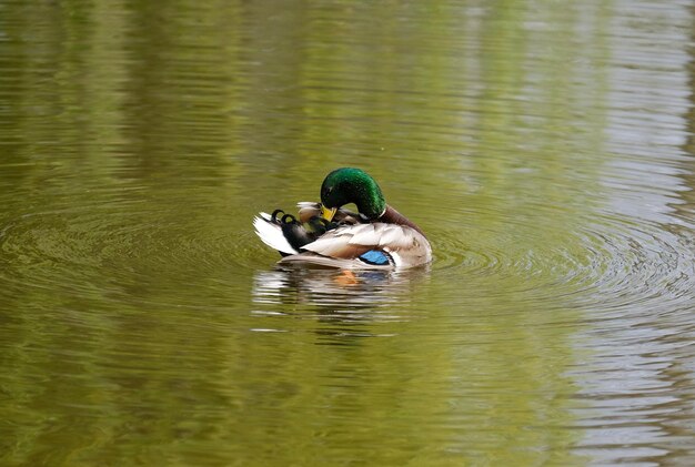 Duck swimming in lake