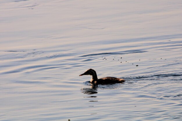 Duck swimming in lake