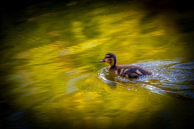 Photo duck swimming in a lake