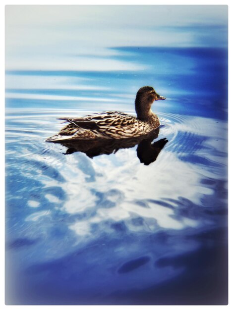 Photo duck swimming on lake