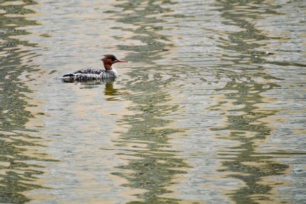 Photo duck swimming in lake