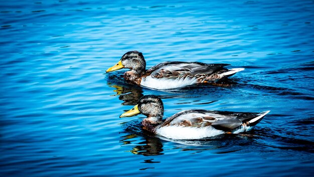 Duck swimming in a lake