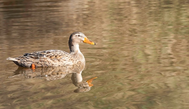 Foto anatra che nuota in un lago