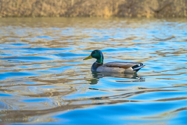 Foto anatra che nuota nel lago