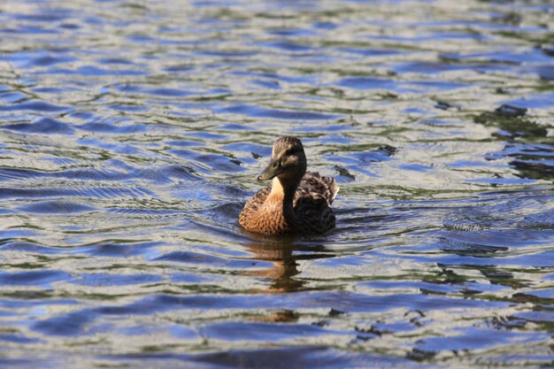 Photo duck swimming in lake