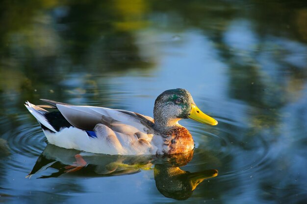 Foto anatra che nuota nel lago