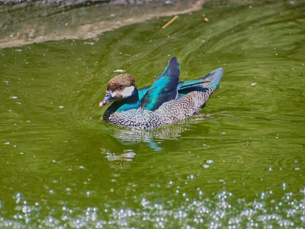 Duck swimming in a lake