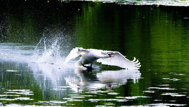 Foto anatra che nuota in un lago