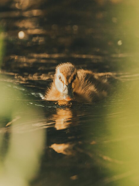 Photo duck swimming in lake