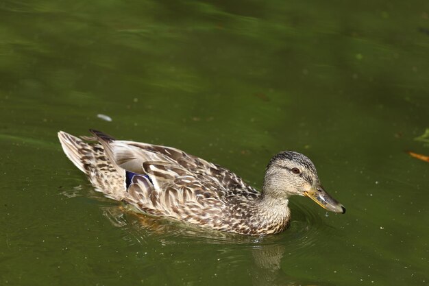 Photo duck swimming in lake