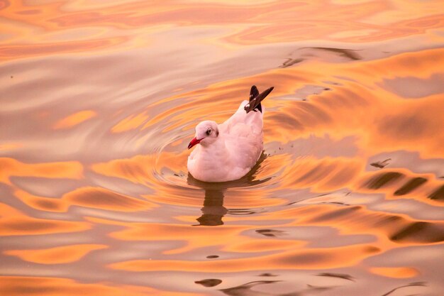 Foto anatra che nuota nel lago