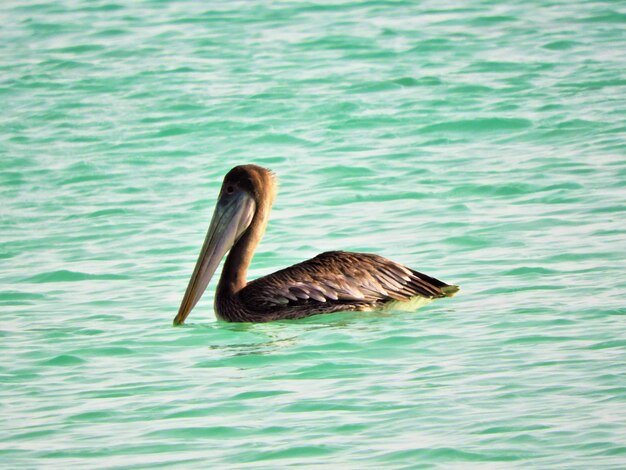 Duck swimming in lake