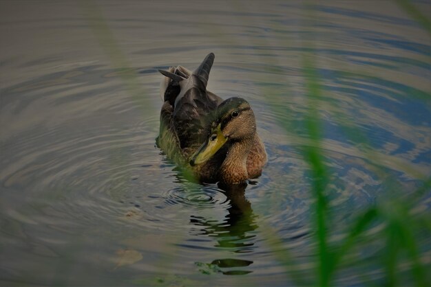 Duck swimming in lake