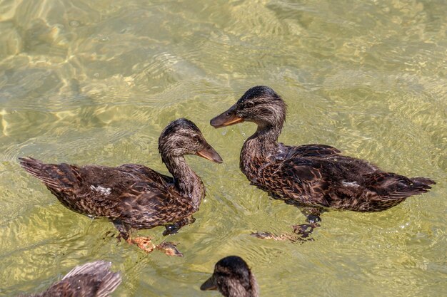 Foto anatra che nuota nel lago