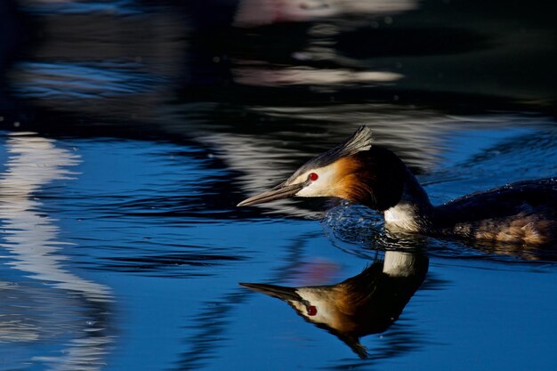 Photo duck swimming in lake