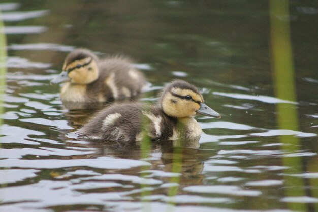 Photo duck swimming in lake