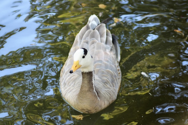 Photo duck swimming in lake