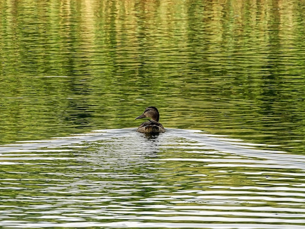 Photo duck swimming in lake