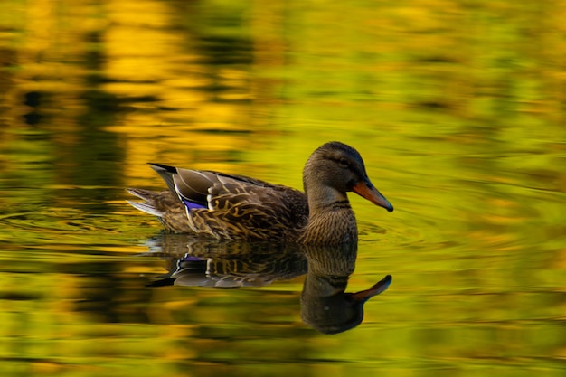 Photo duck swimming in lake