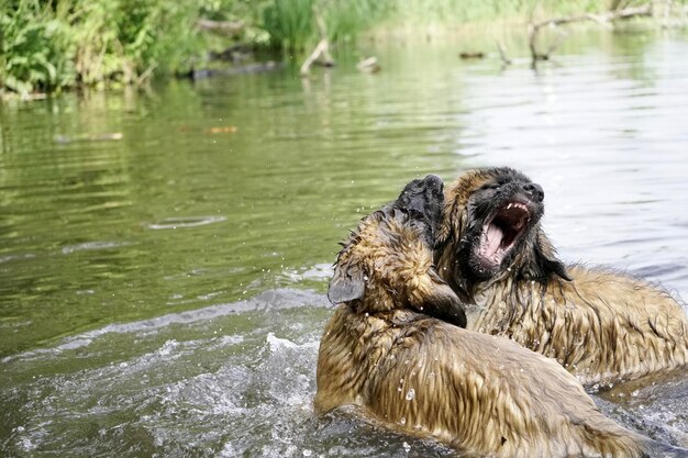 Foto anatra che nuota nel lago