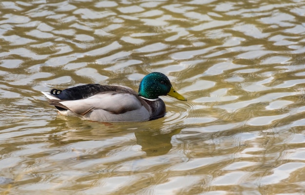 Photo duck swimming in lake