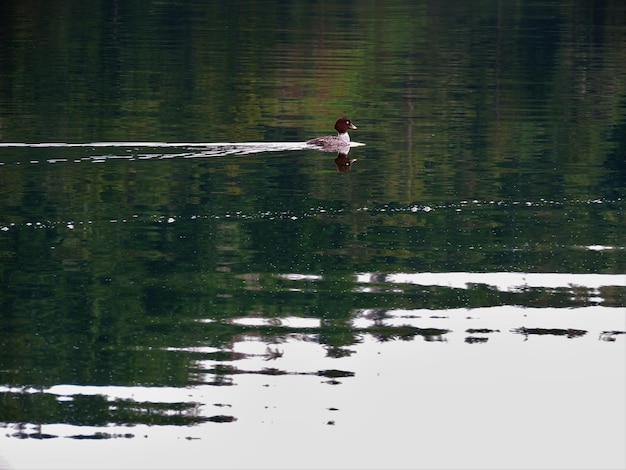 Photo duck swimming in lake