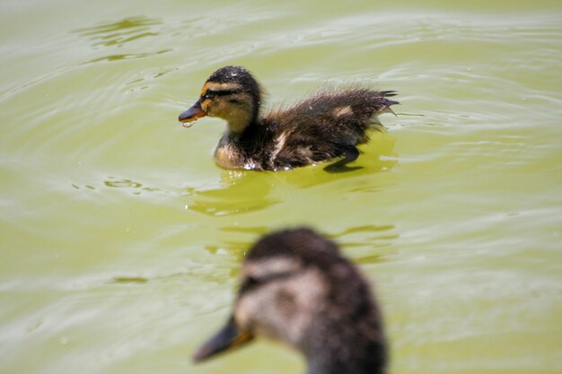 Photo duck swimming in a lake