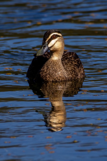 Foto anatra che nuota nel lago