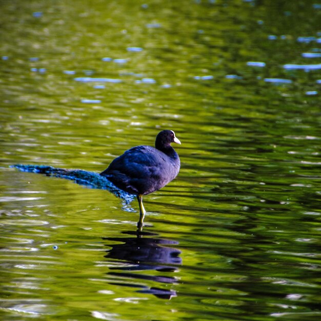 Foto anatra che nuota nel lago