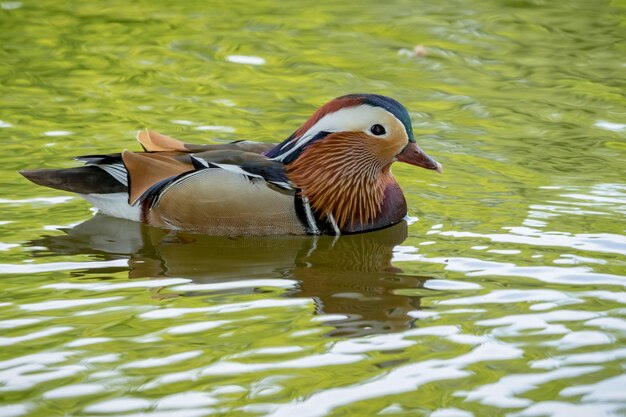 Photo duck swimming on lake