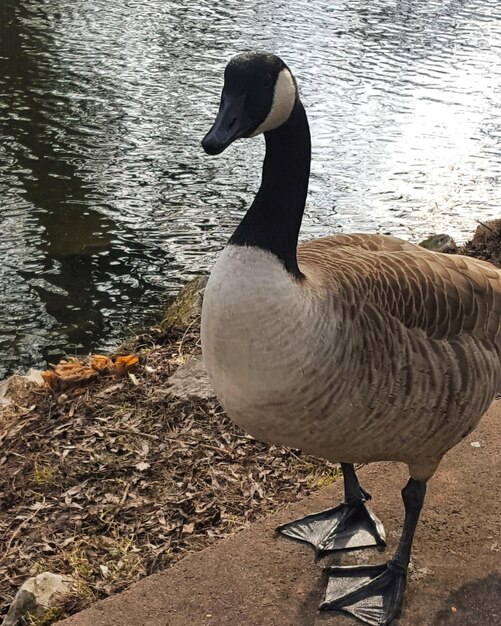 Foto anatra che nuota sul lago