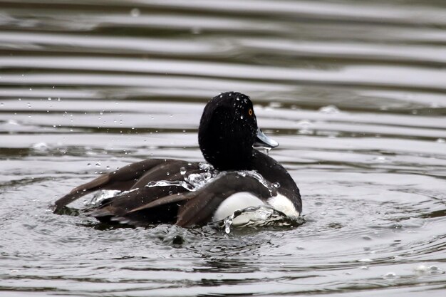 Photo duck swimming on lake