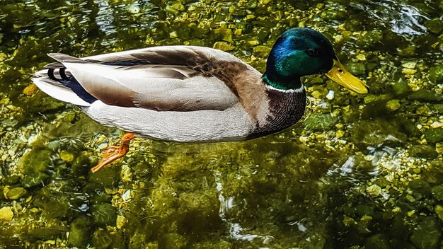 Duck swimming in a lake