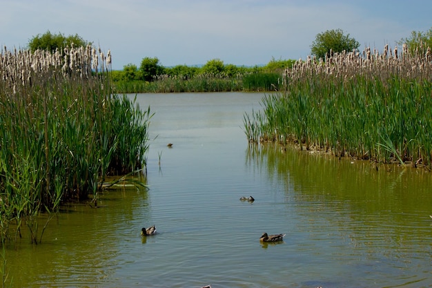 Foto anatra che nuota sul lago