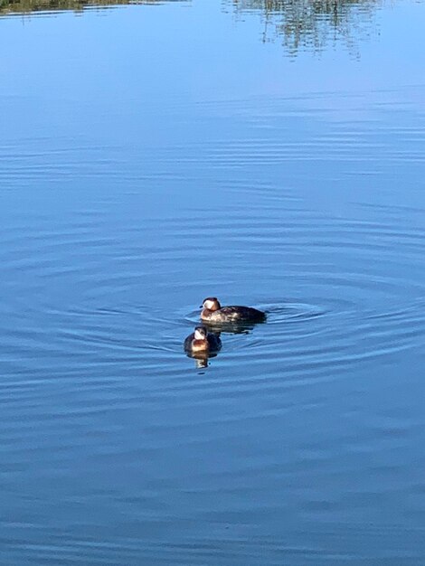 Duck swimming in a lake