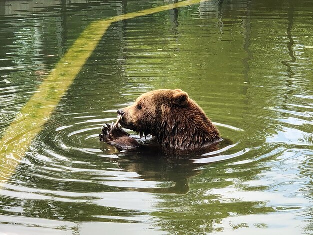 Foto anatra che nuota nel lago